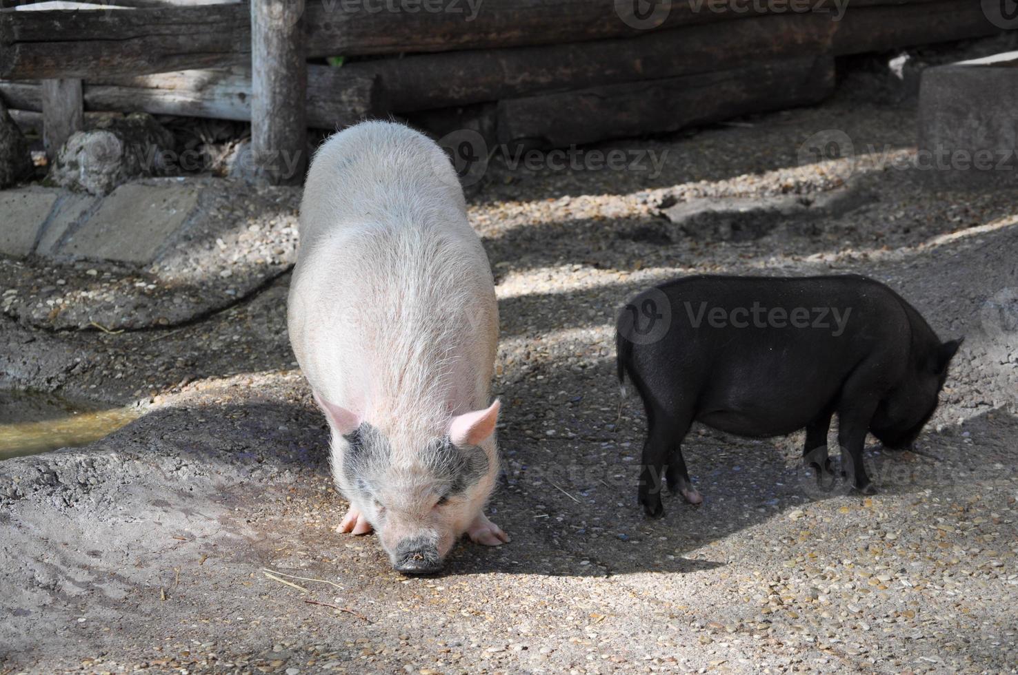 Pig Kingdom Animalia, Phylum Chordata, Class Mammalia Theria Eut photo