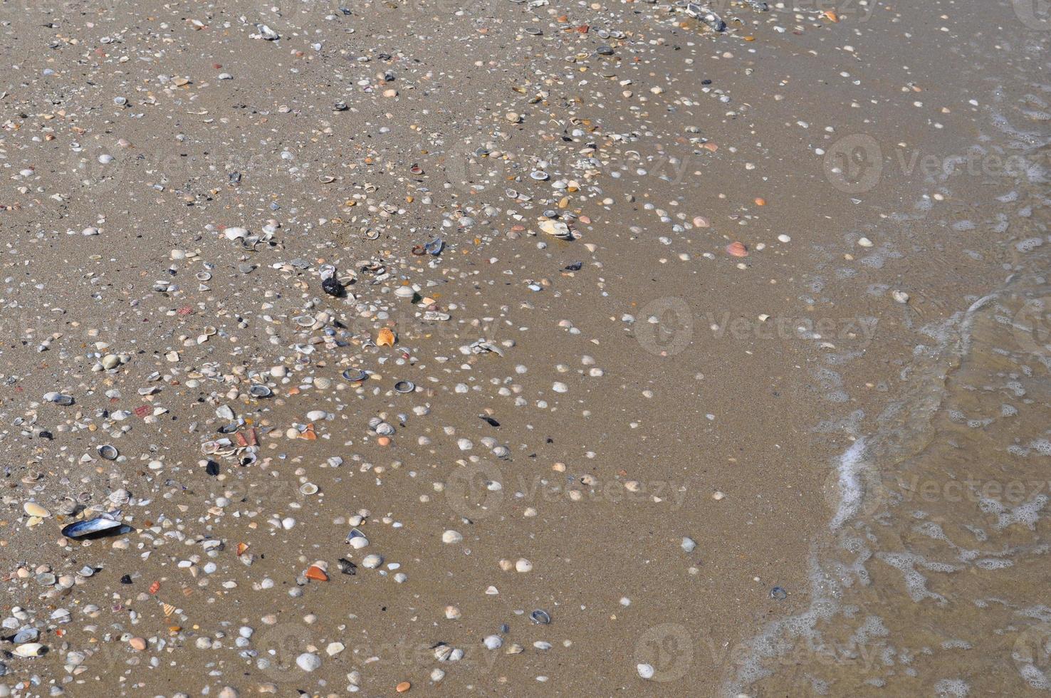 seashells by the seashore photo