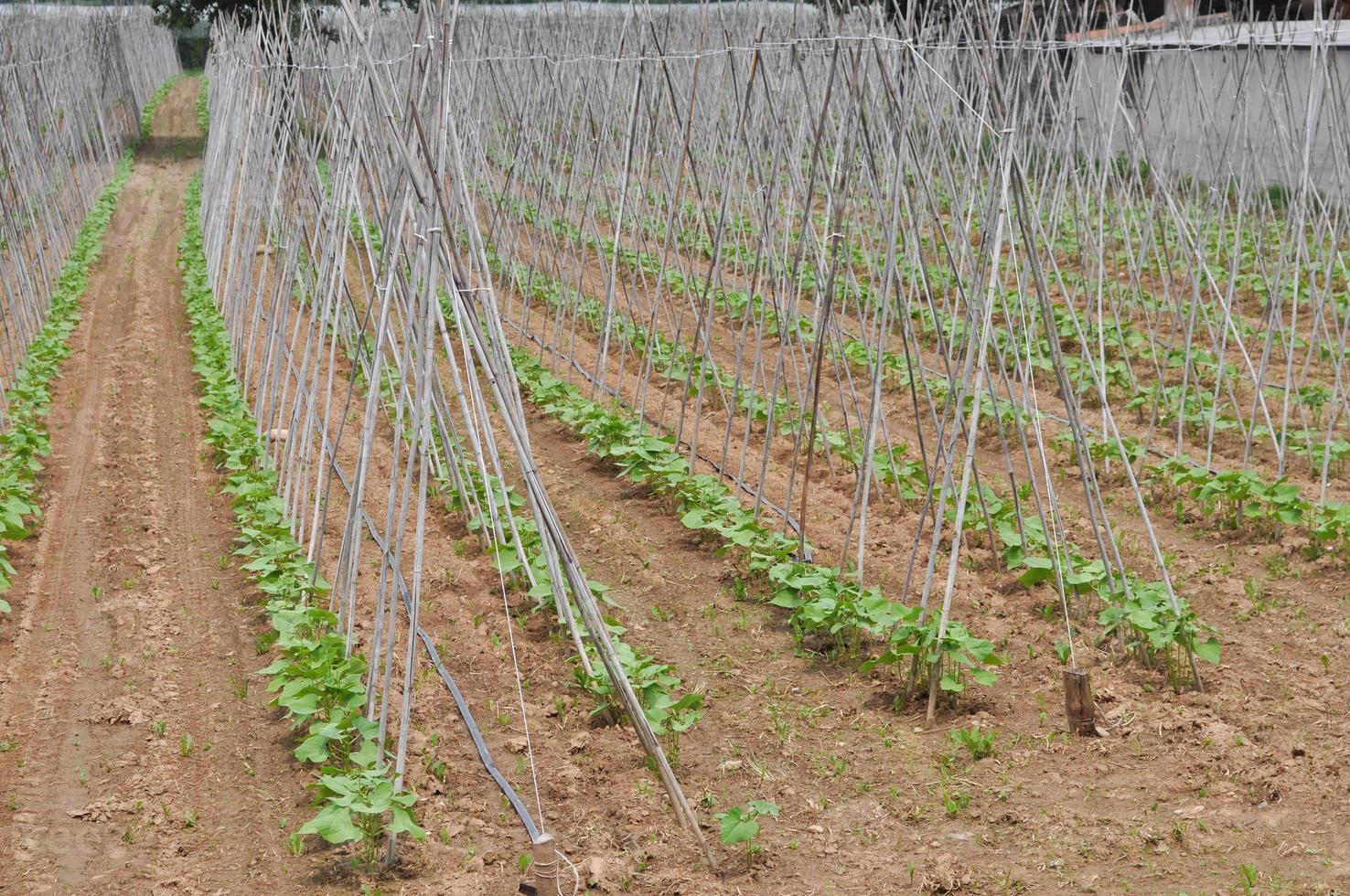Bean plants in an horticultural field photo