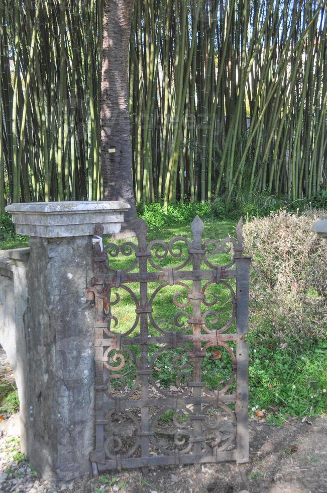 Bamboo trees in a park behind ancient iron gates photo