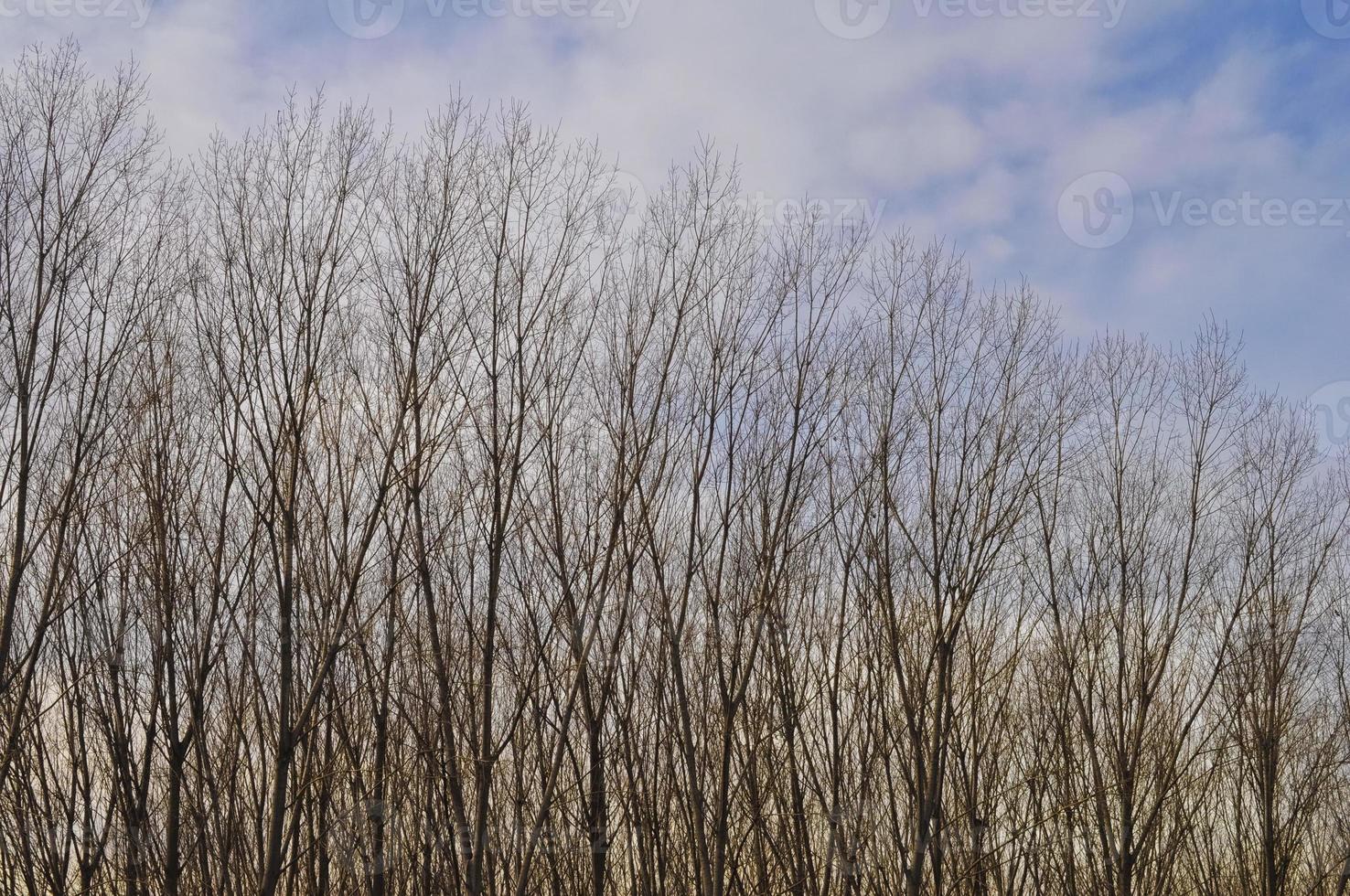 Tree tops in a forest photo