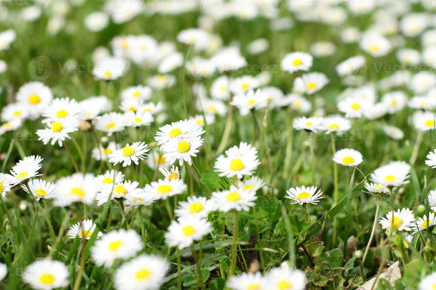 Wild daisy flowers meadow, wild nature background photo