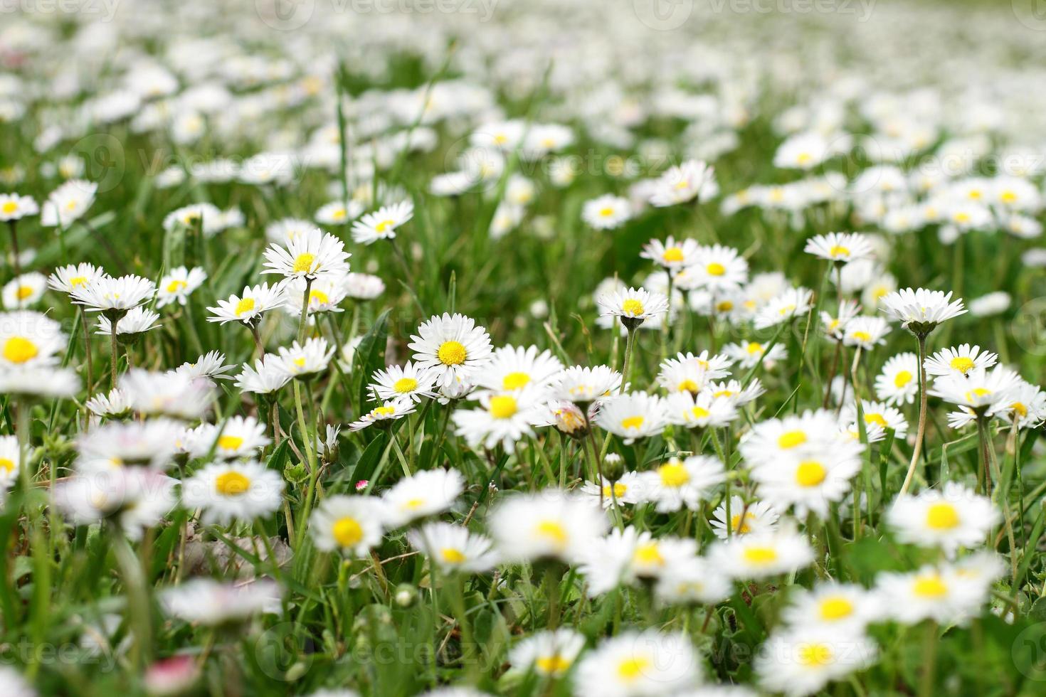 Wild daisy flowers meadow, wild nature background photo