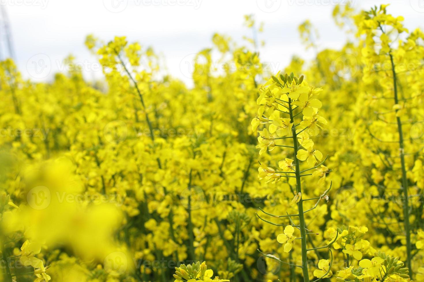Rapeseed plant meadow, blossom agricultural field photo