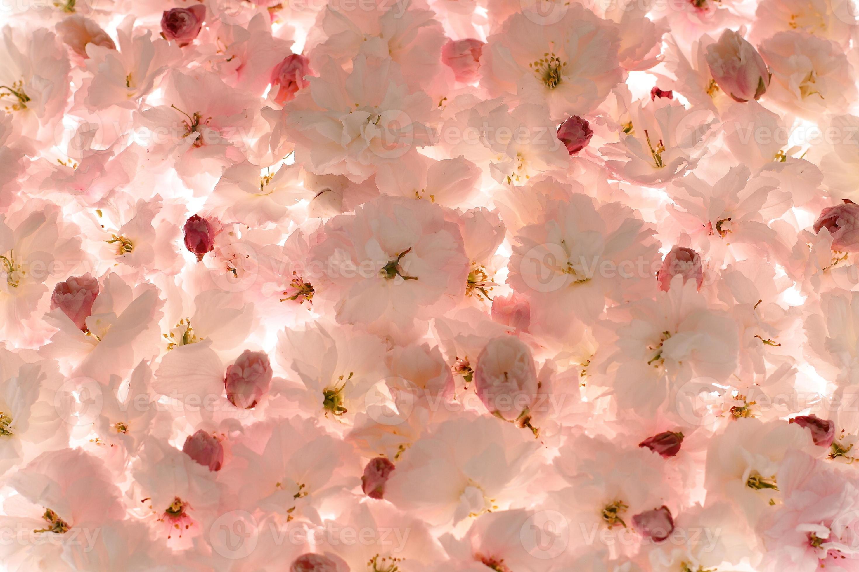 Sakura flowers background, light pink floral blossom 7328452