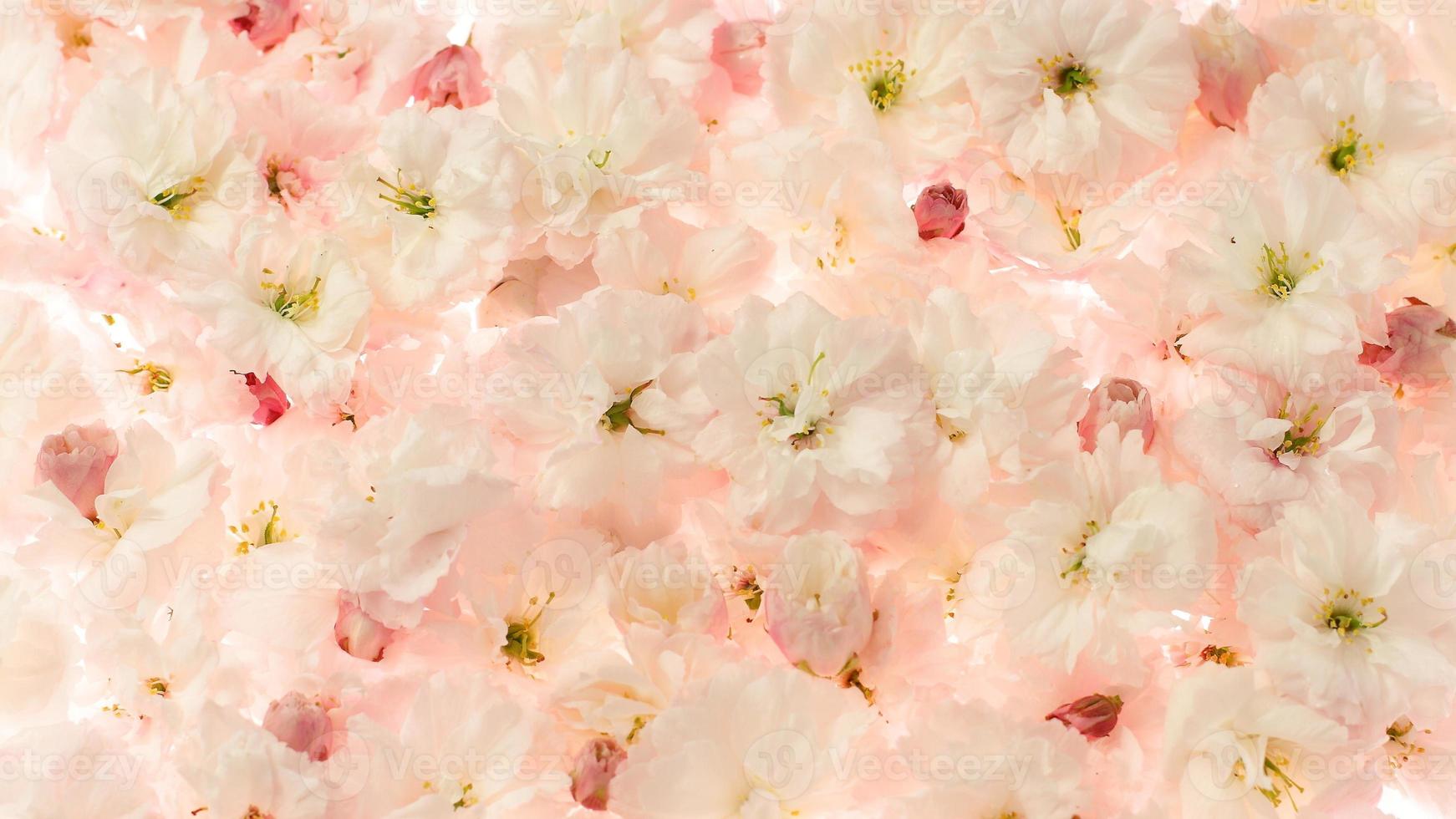 さくらページ sakura-flowers-background-