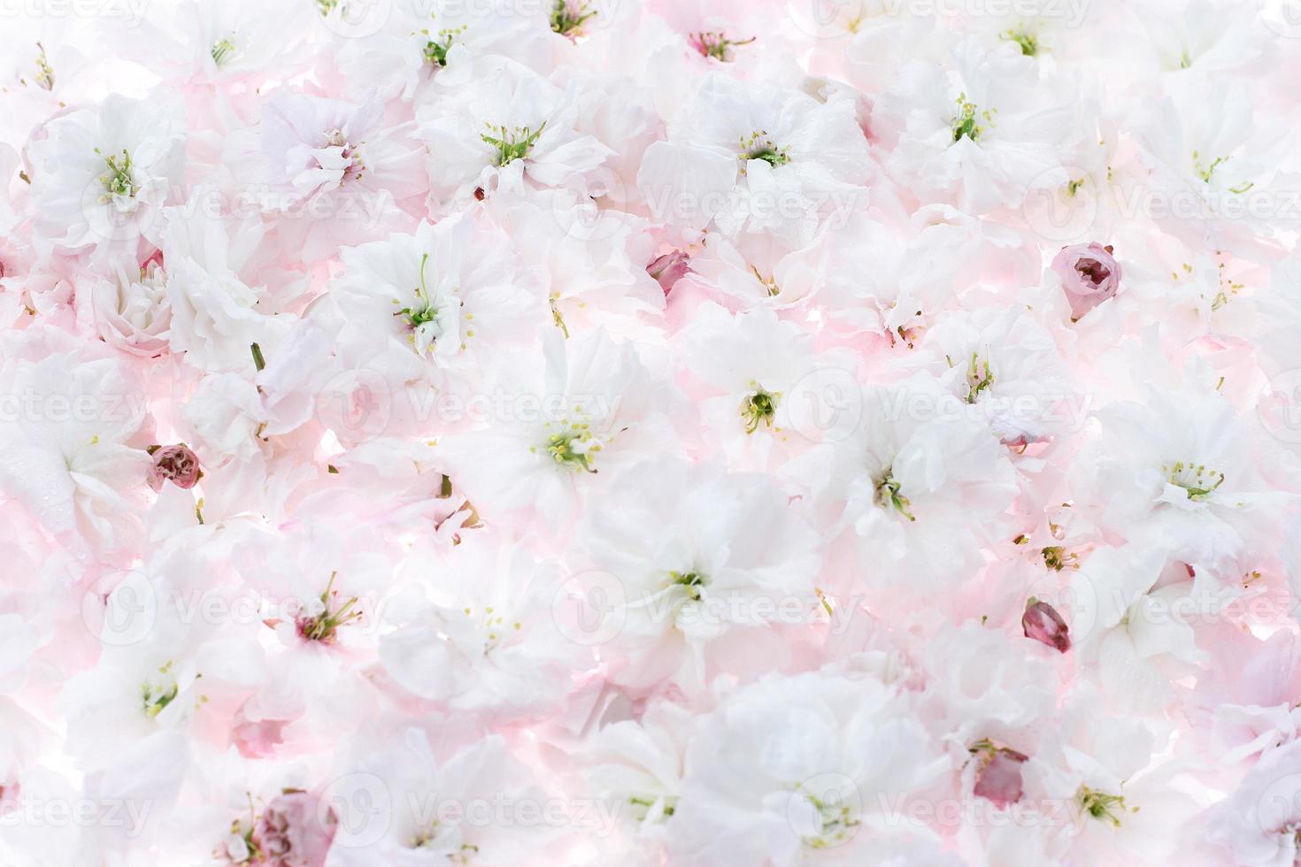 Sakura flowers background, light pink floral blossom 7328458