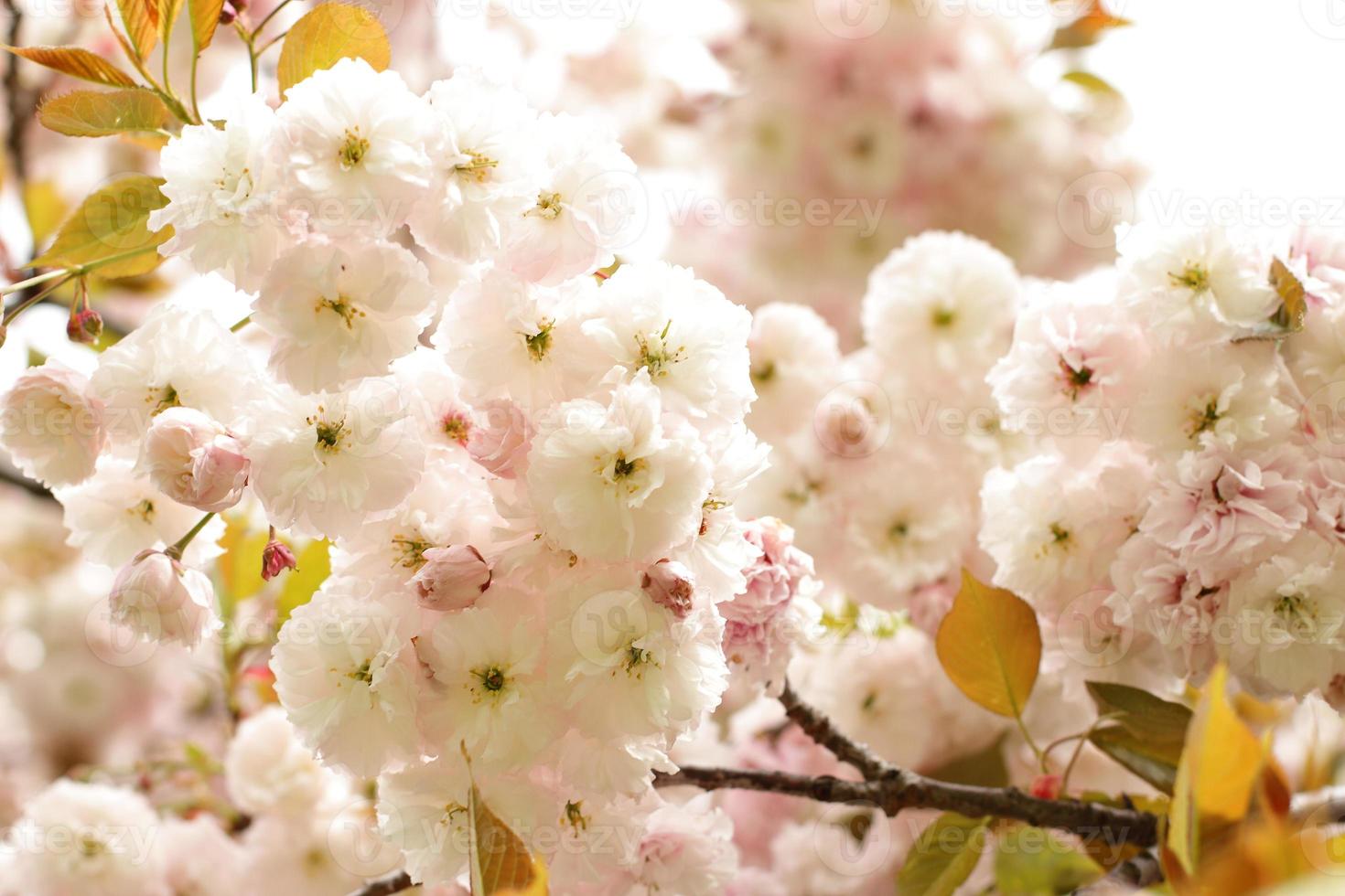 árbol de sakura floreciendo, flor de cerezo japonés 7328476 Foto de stock  en Vecteezy