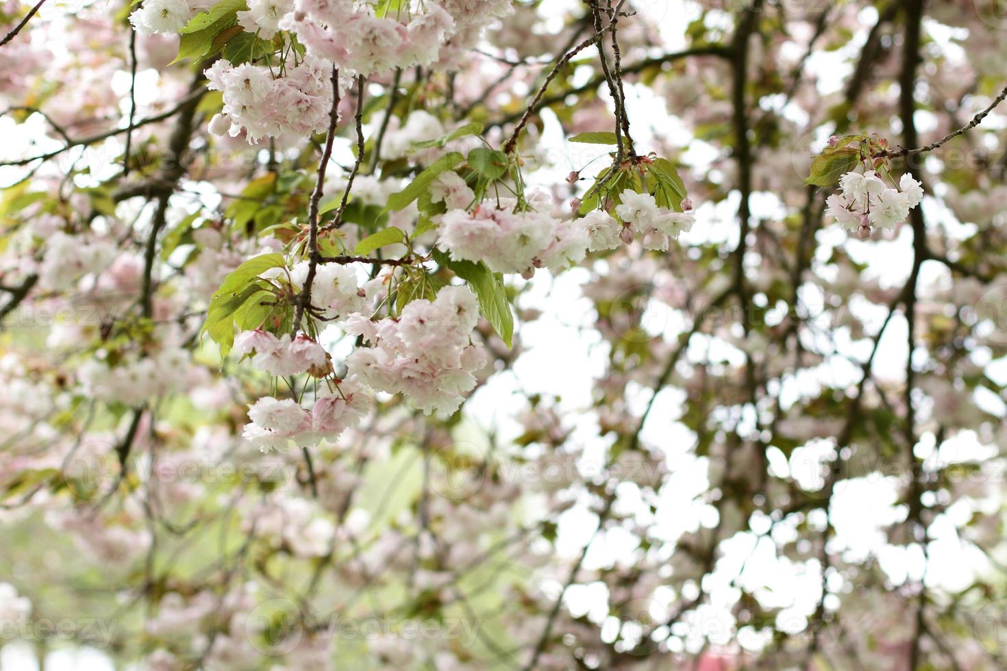 árbol de sakura floreciendo, flor de cerezo japonés 7328479 Foto de stock  en Vecteezy