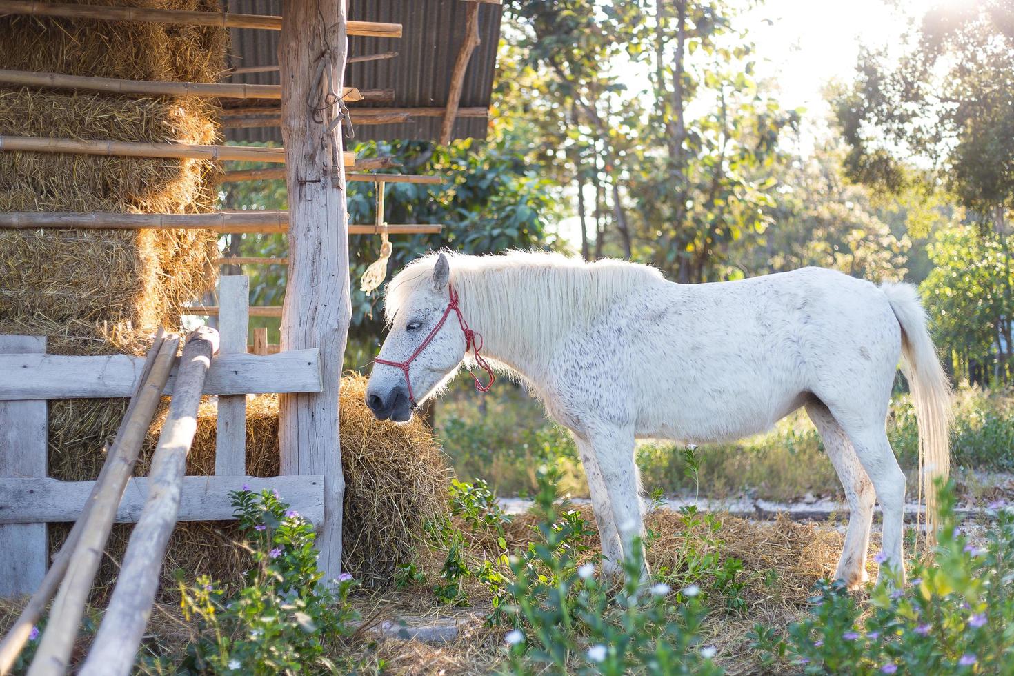 A white horse stand and eat rice straw in sunset background. photo