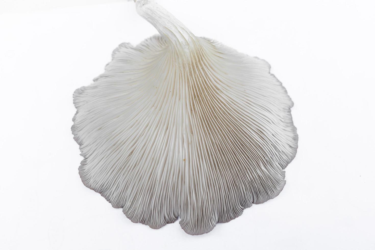 Oyster Mushroom Phoenix Mushroom, Lung Oyster Mushroom is a good choice of food for vegetarian. Close up of behind of oyster mushroom with white background. photo