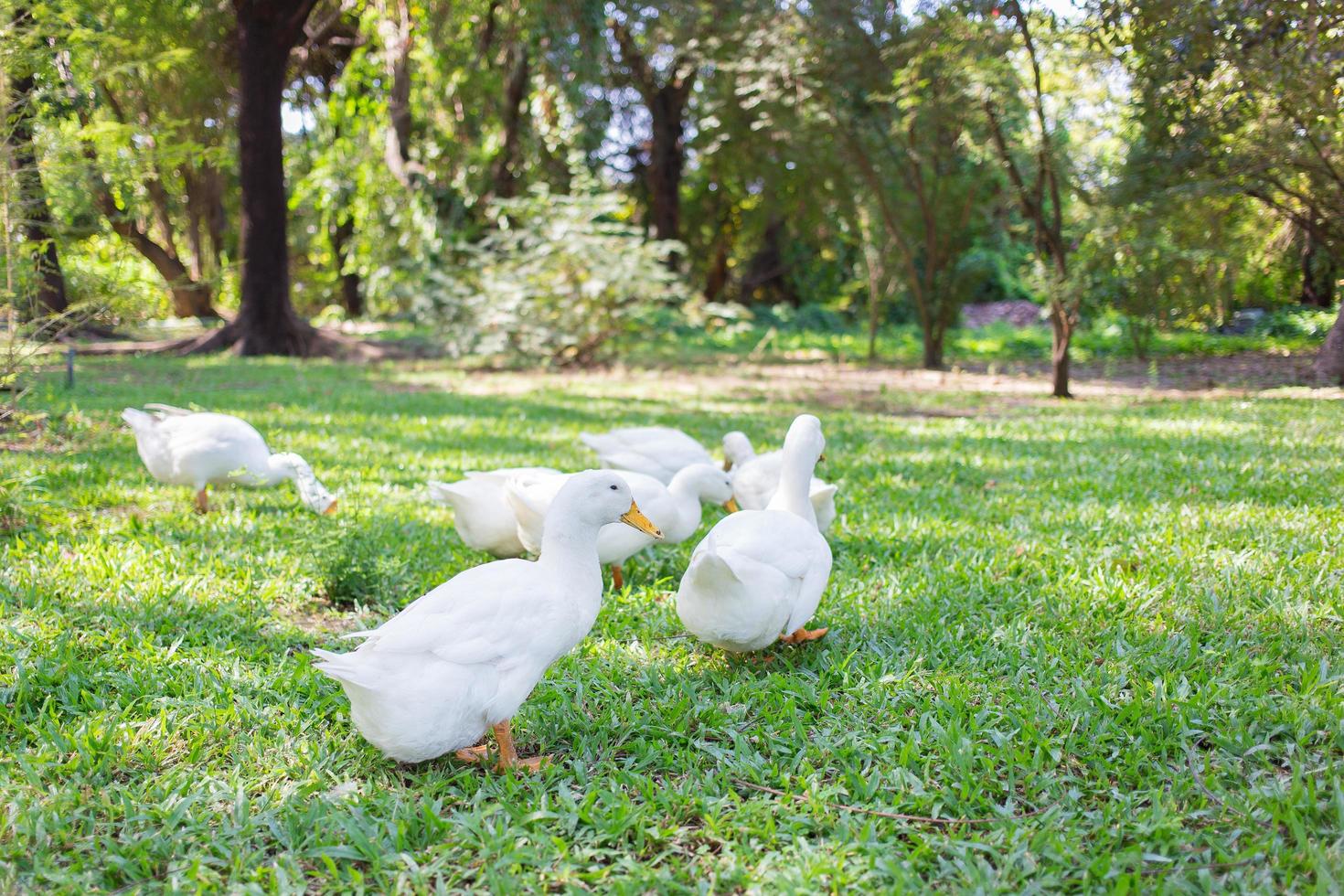 Yi-Liang ducks have white color and yellow platypus are walking in the green garden. photo