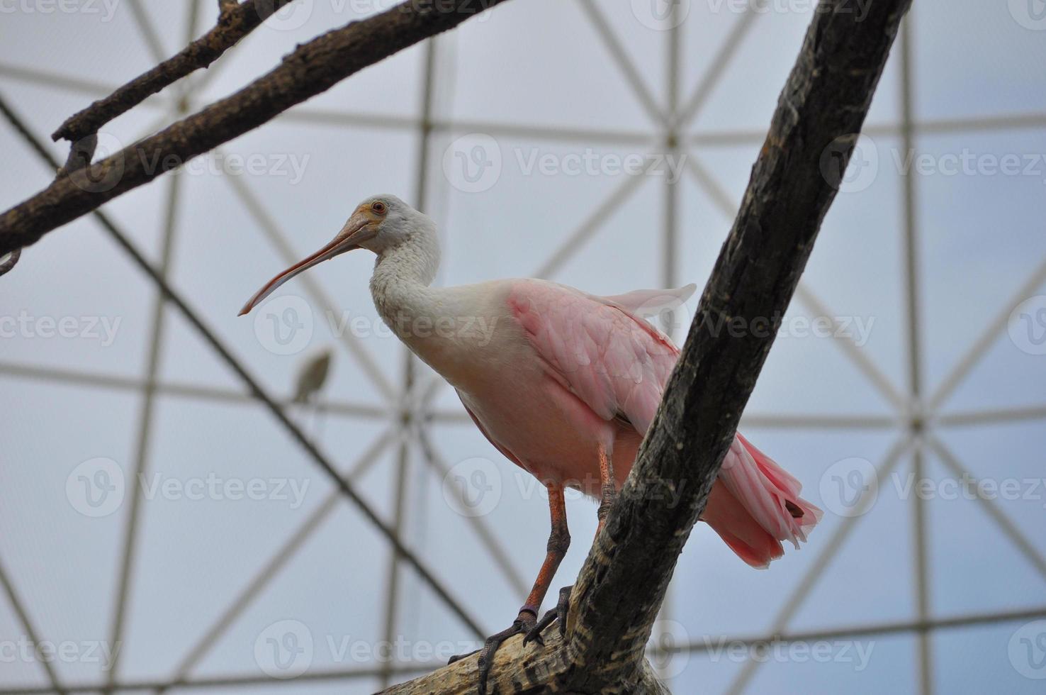 Greater Flamingo bird animal photo
