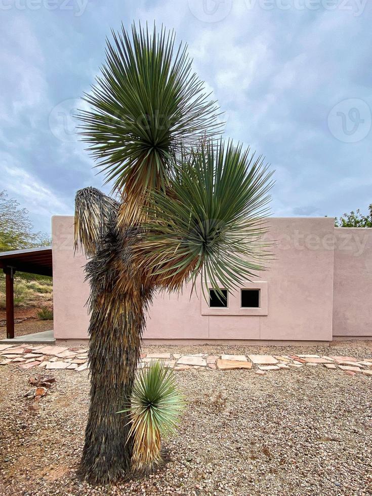 follaje y arquitectura del sudoeste foto