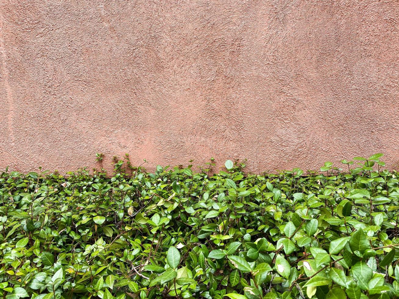 Southwestern Foliage and Architecture photo