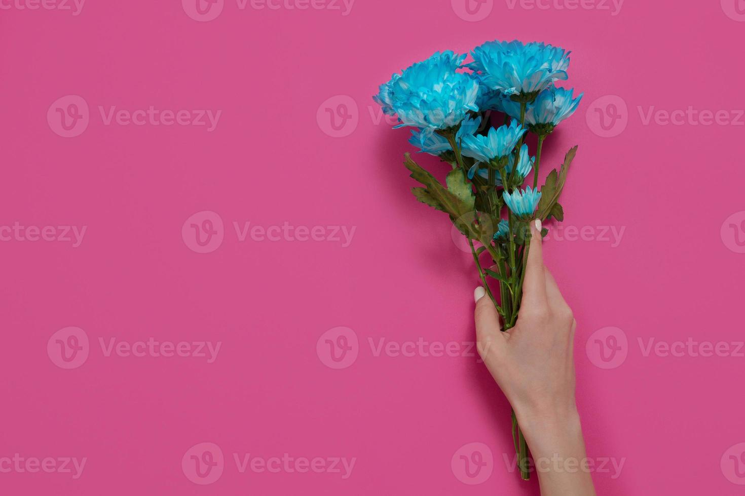 flores azules y mujer sosteniendo la mano aislada sobre fondo rosa. día de la mujer y la madre. maqueta de concepto de verano y espacio de copia. vista superior. flor naturaleza y primavera foto