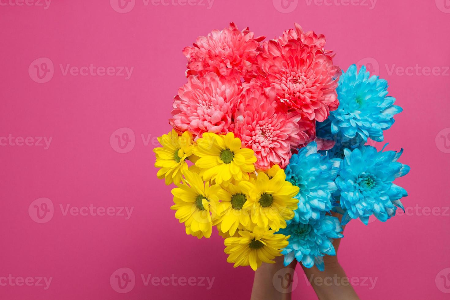 Blue flowers and woman holding hand isolated on pink background. Woman and mother day. Summer concept mock up and copy space. Top view. Flower nature and spring season. Selective focus photo