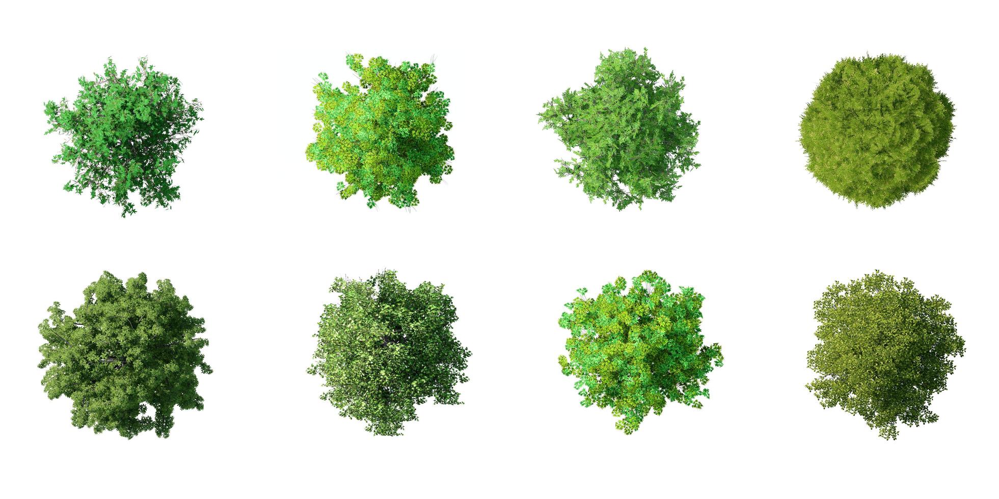 Collection of 3D tree top view isolated on white background, for use visualization in architectural design photo