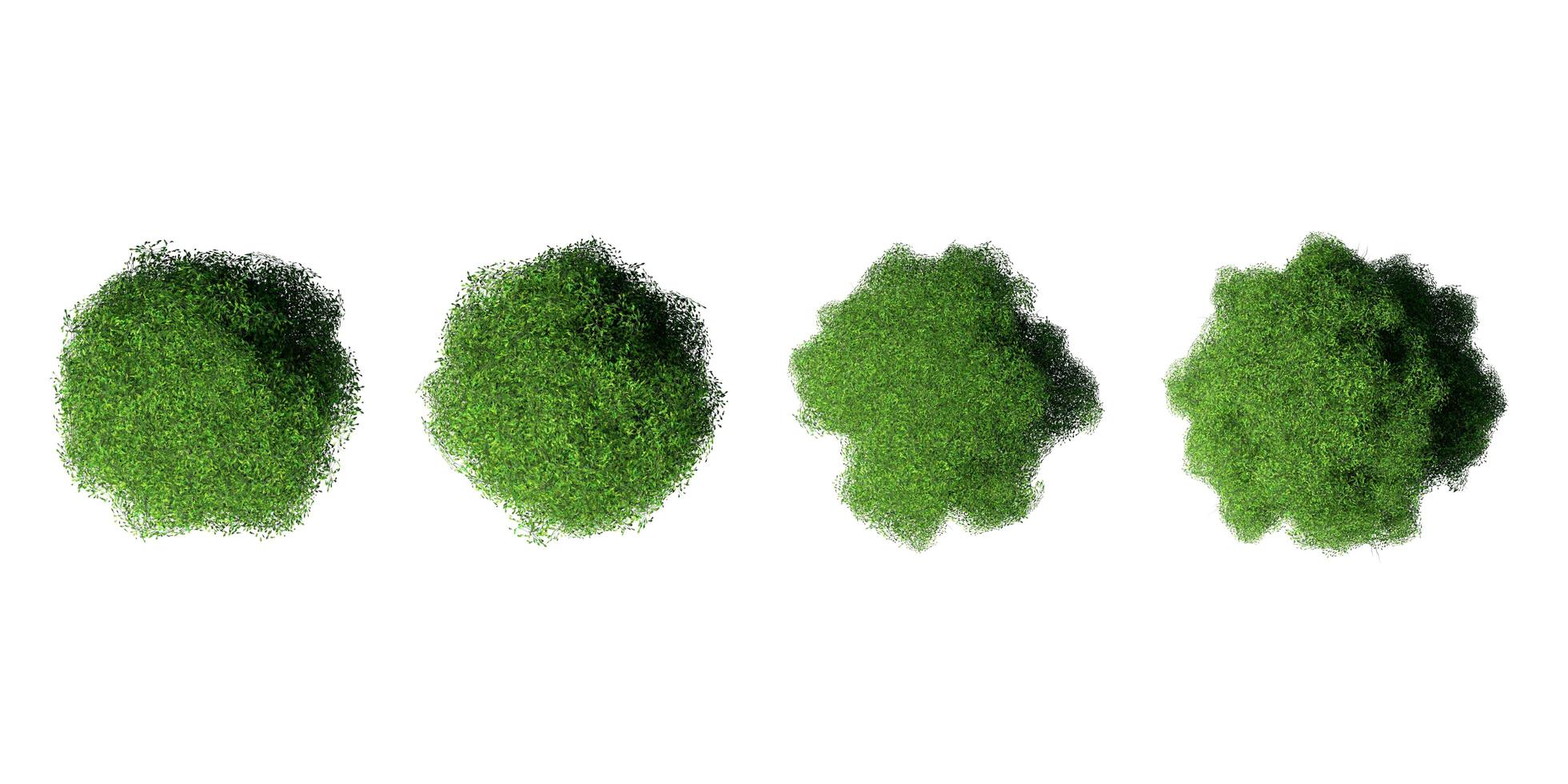 3D tree top view isolated on white background, for use visualization in architectural design photo