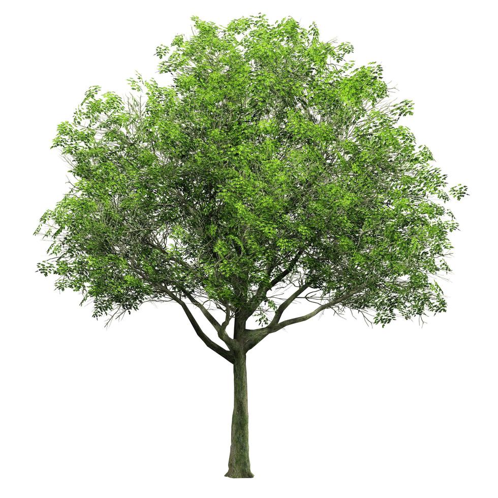 Beautiful 3D Trees Isolated on white background , Use for visualization in architectural design photo
