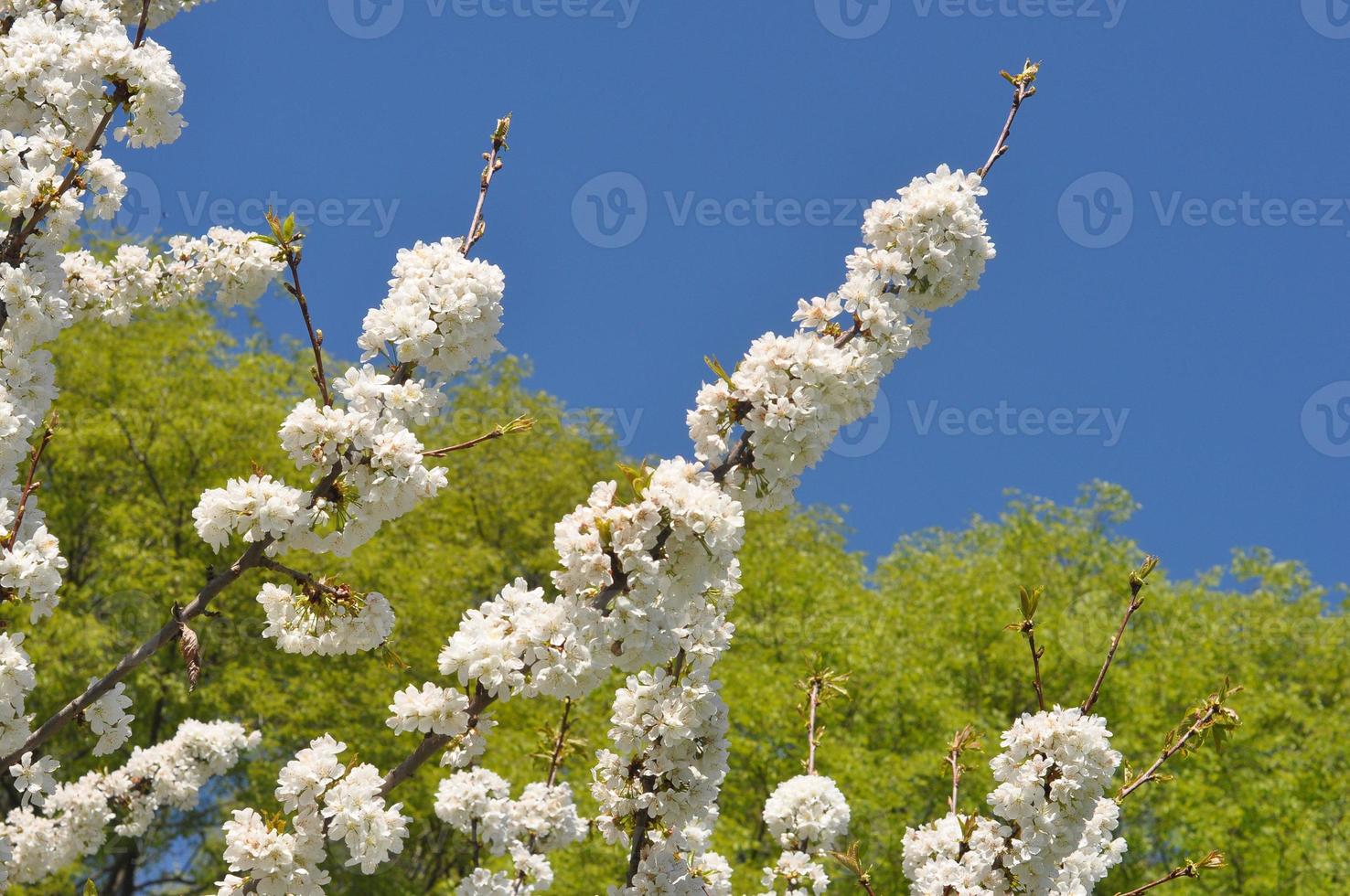 cherry tree flower photo