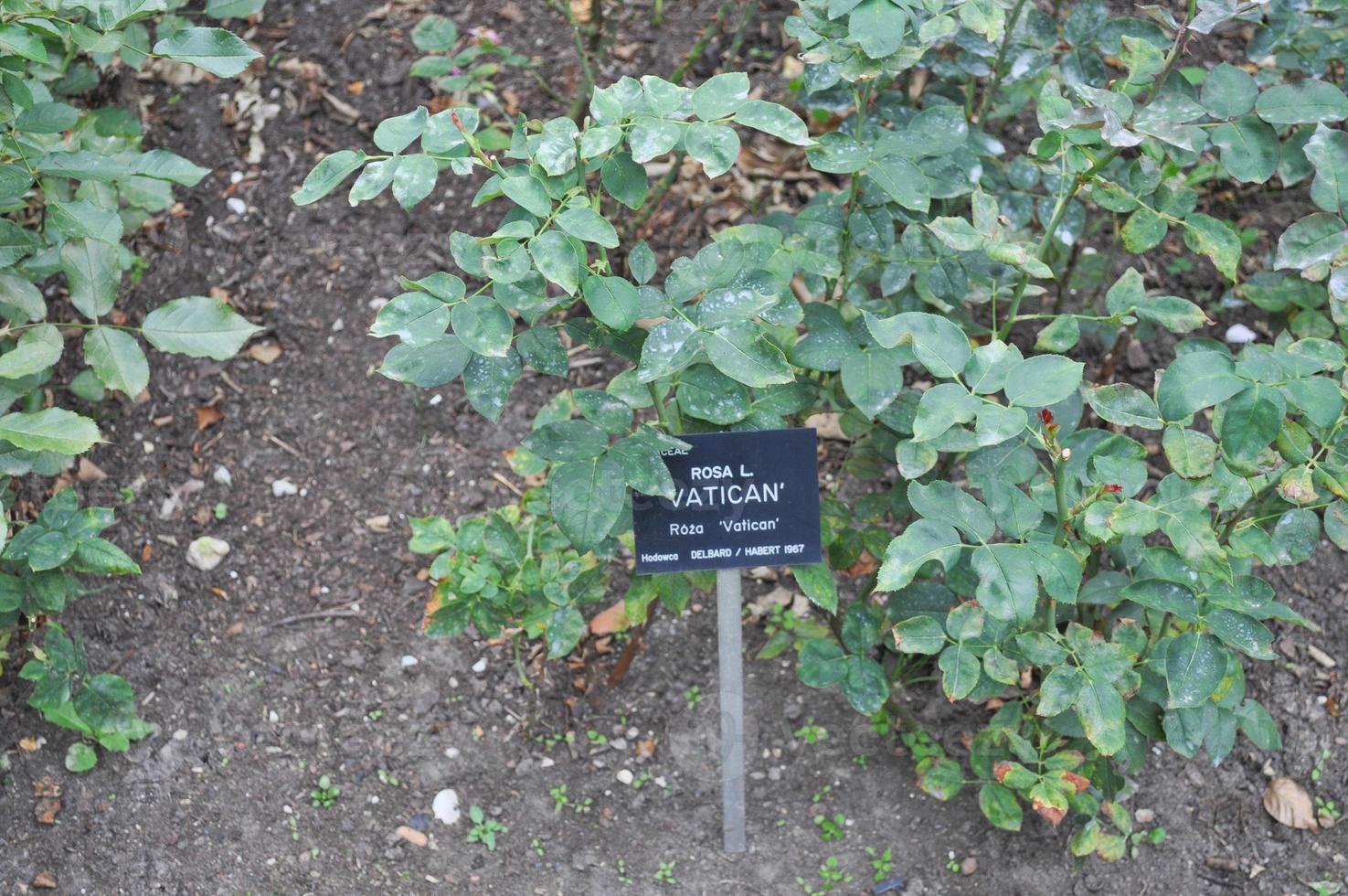 rosa arbusto perenne flor foto