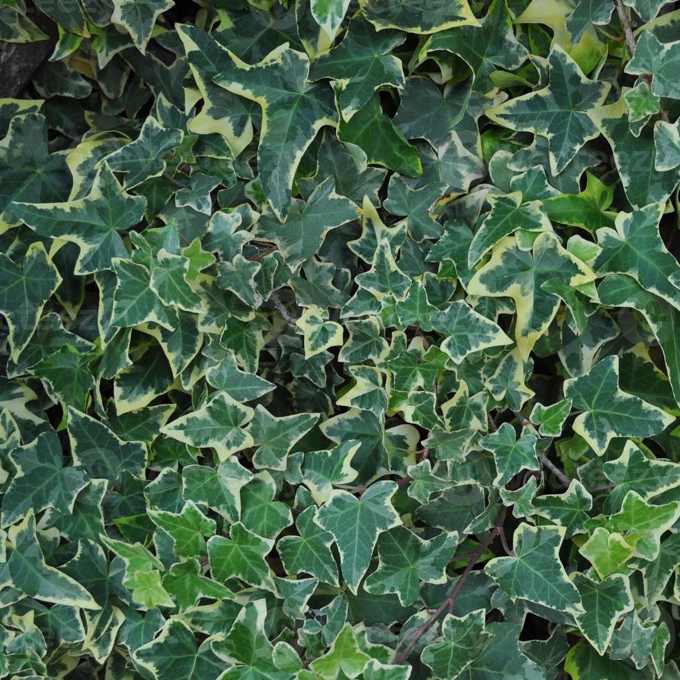 hojas de hiedra verde útiles como fondo foto