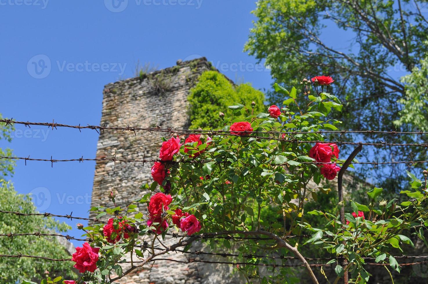 Red Rose flower photo