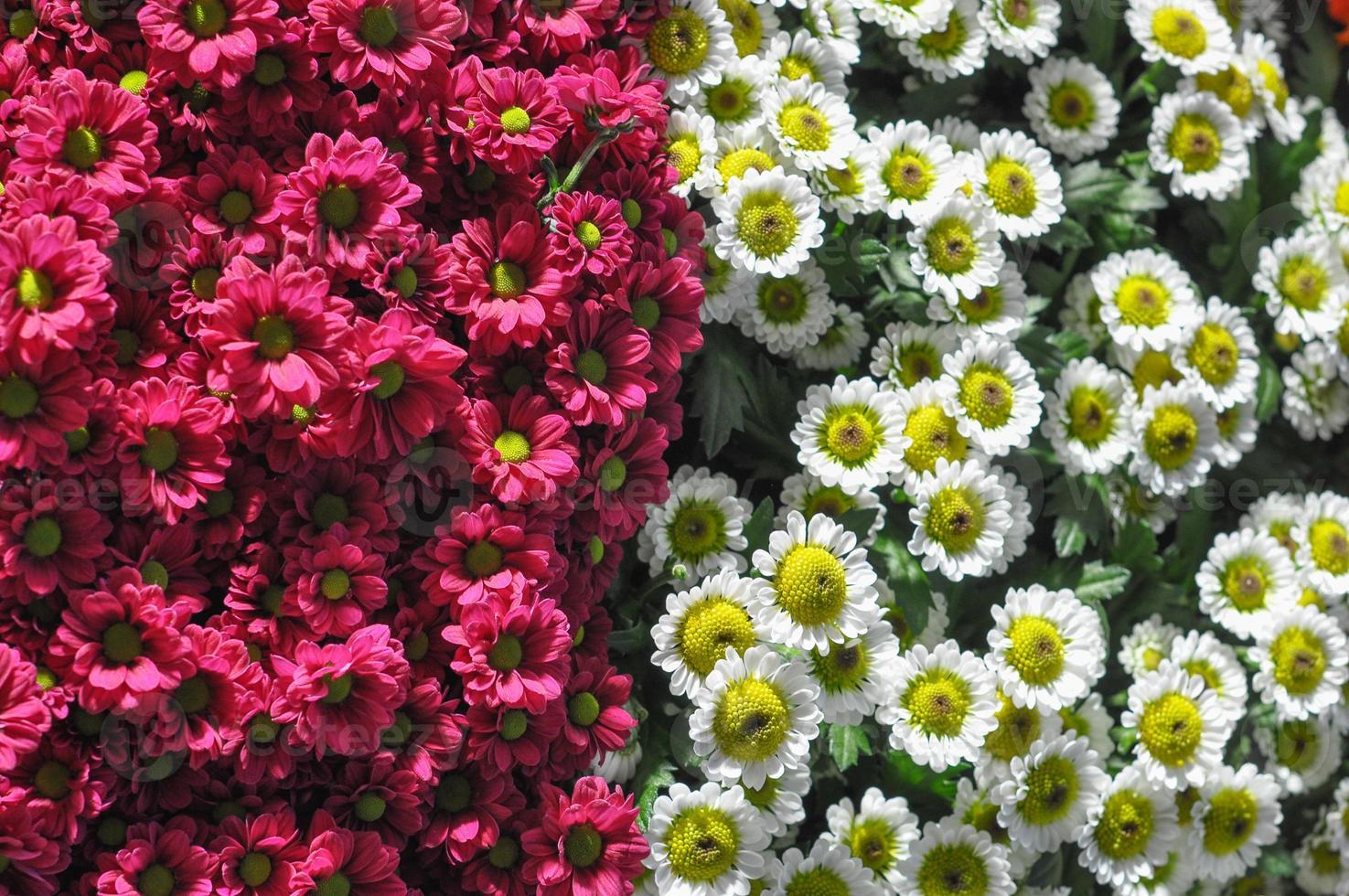 daisy bellis perennis también conocida como margarita común o margarita de césped o inglés foto