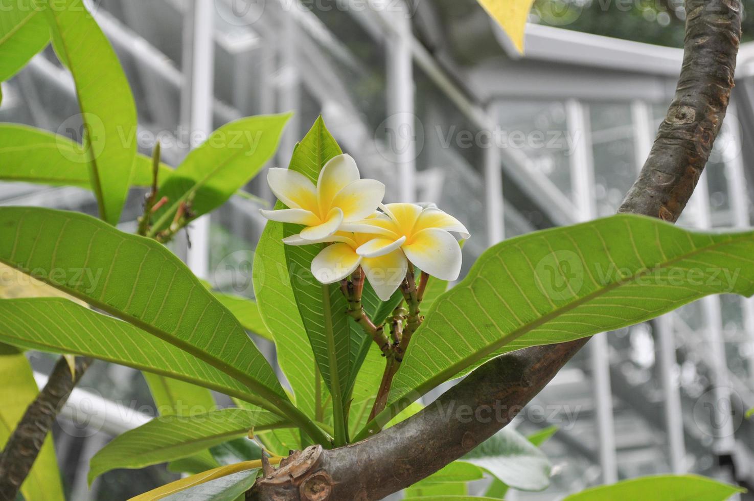 Water lily flower photo