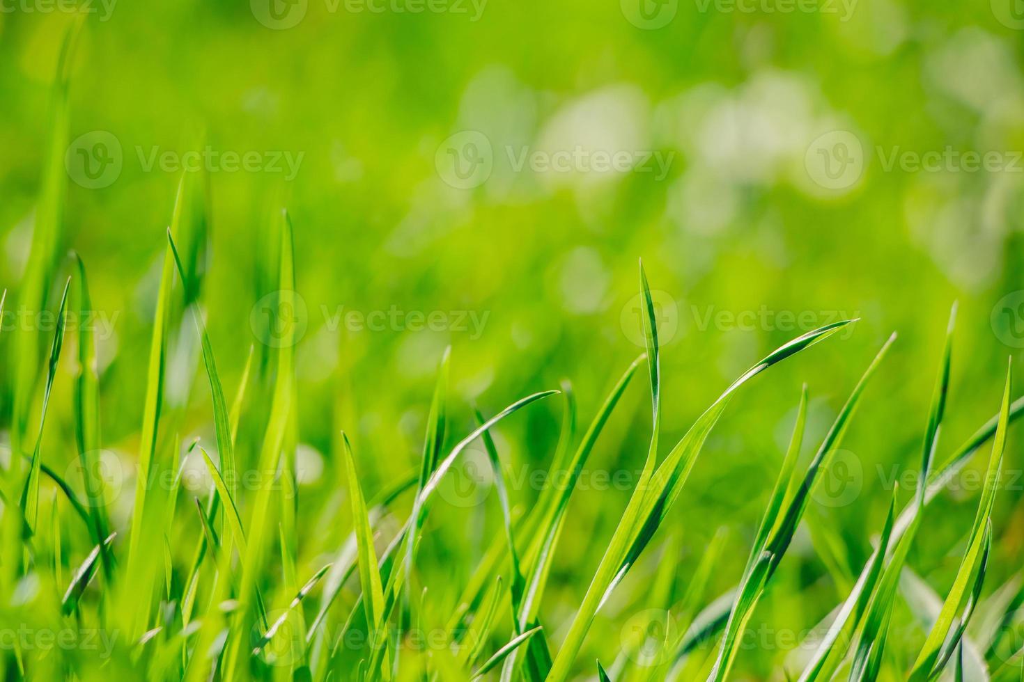 Young green fresh grass in spring. Greenery in sun. Abstract natural background. photo
