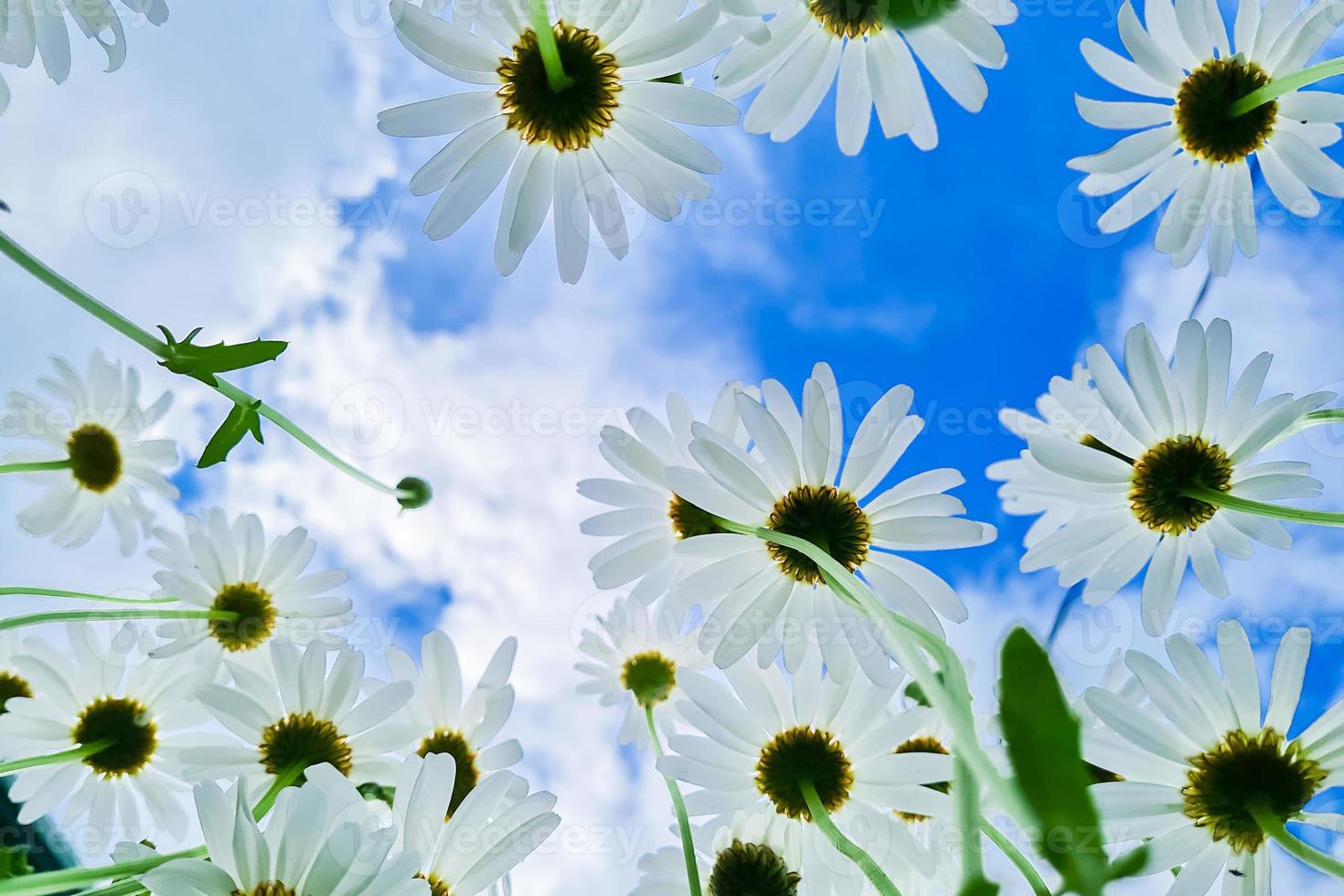 Bottom view of white daisies in garden. Chamomile flowers against blue sky. photo