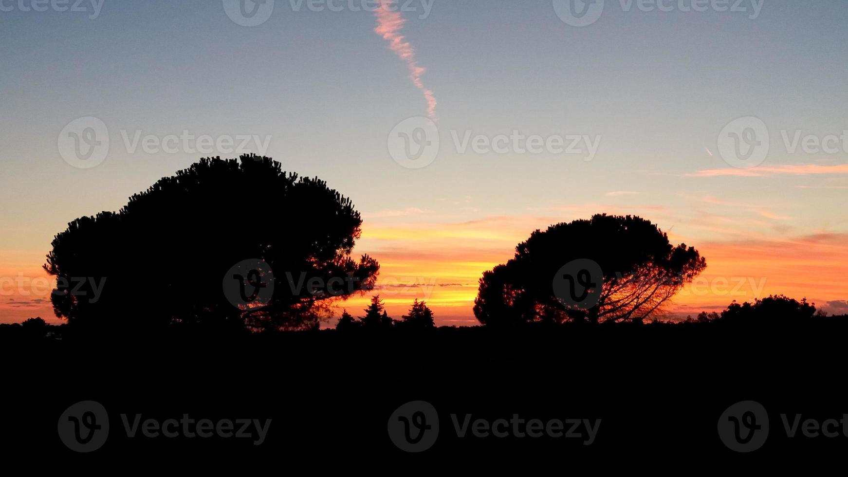 puesta de sol con silueta de árbol foto