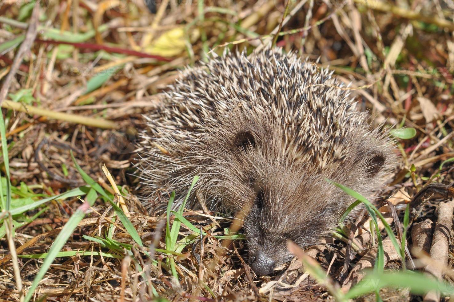 Hedgehog Erinaceomorpha Erinaceinae Erinaceidae spiny mammal ani photo