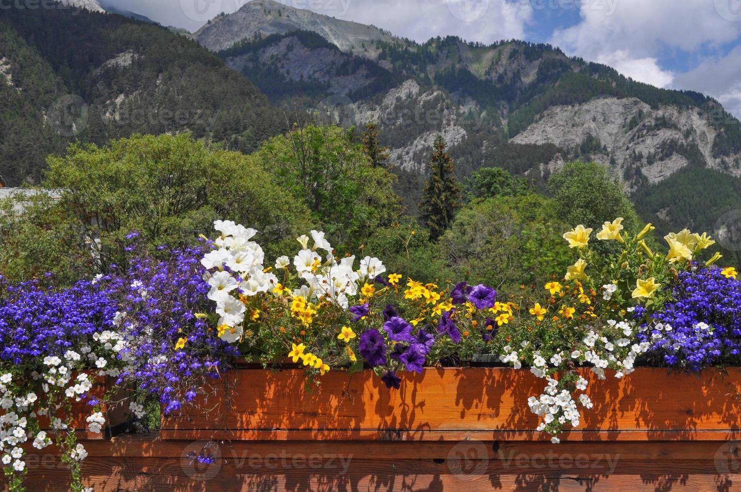 Flowers in a flowerpot in Aosta Valley in Italy photo