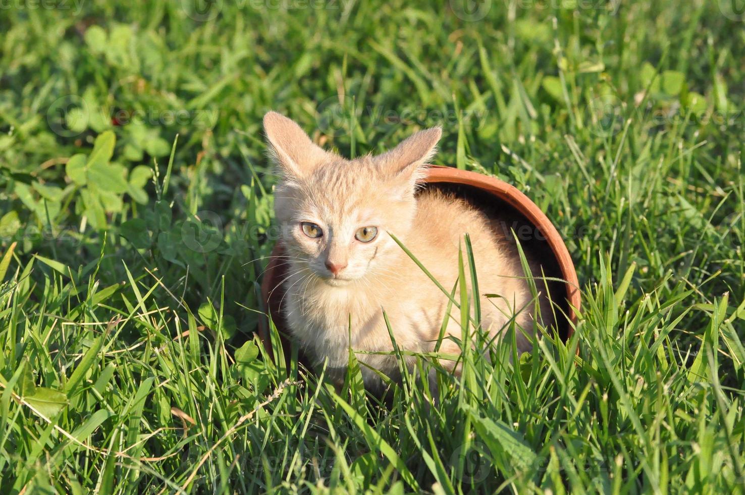 orange domestic tabby cat mammal animal photo