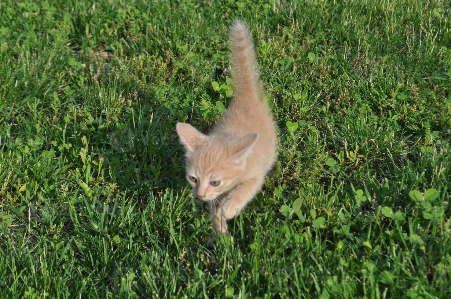 orange domestic tabby cat mammal animal photo