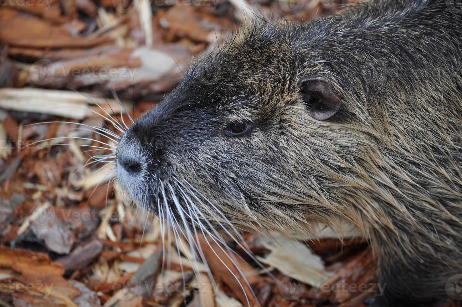 Coypu aka Nutria mammal animal photo