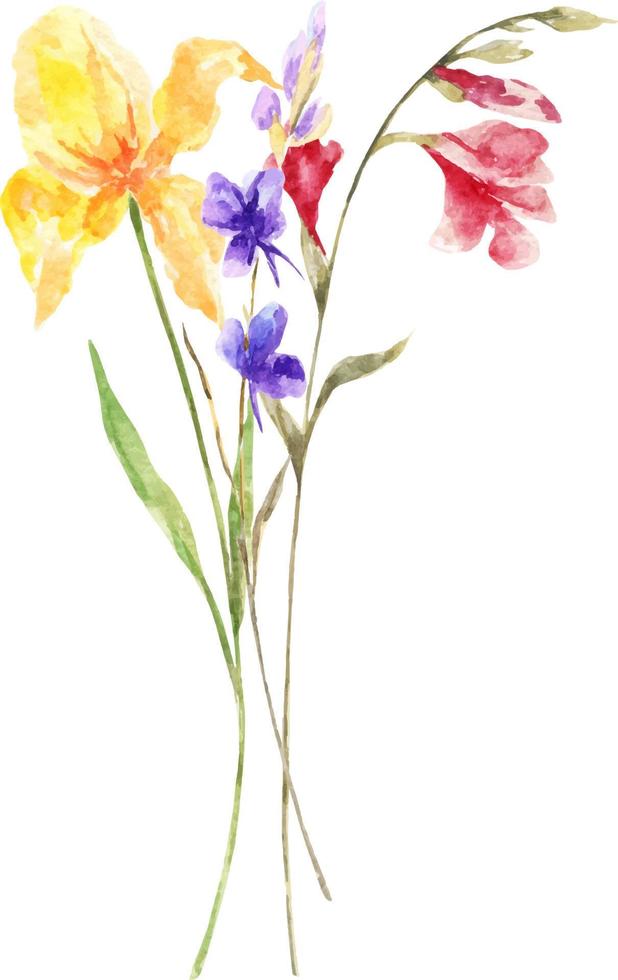 Watercolor bouquet of spring flowers.Decoration isolated on white background, bouquet of wild composition. vector