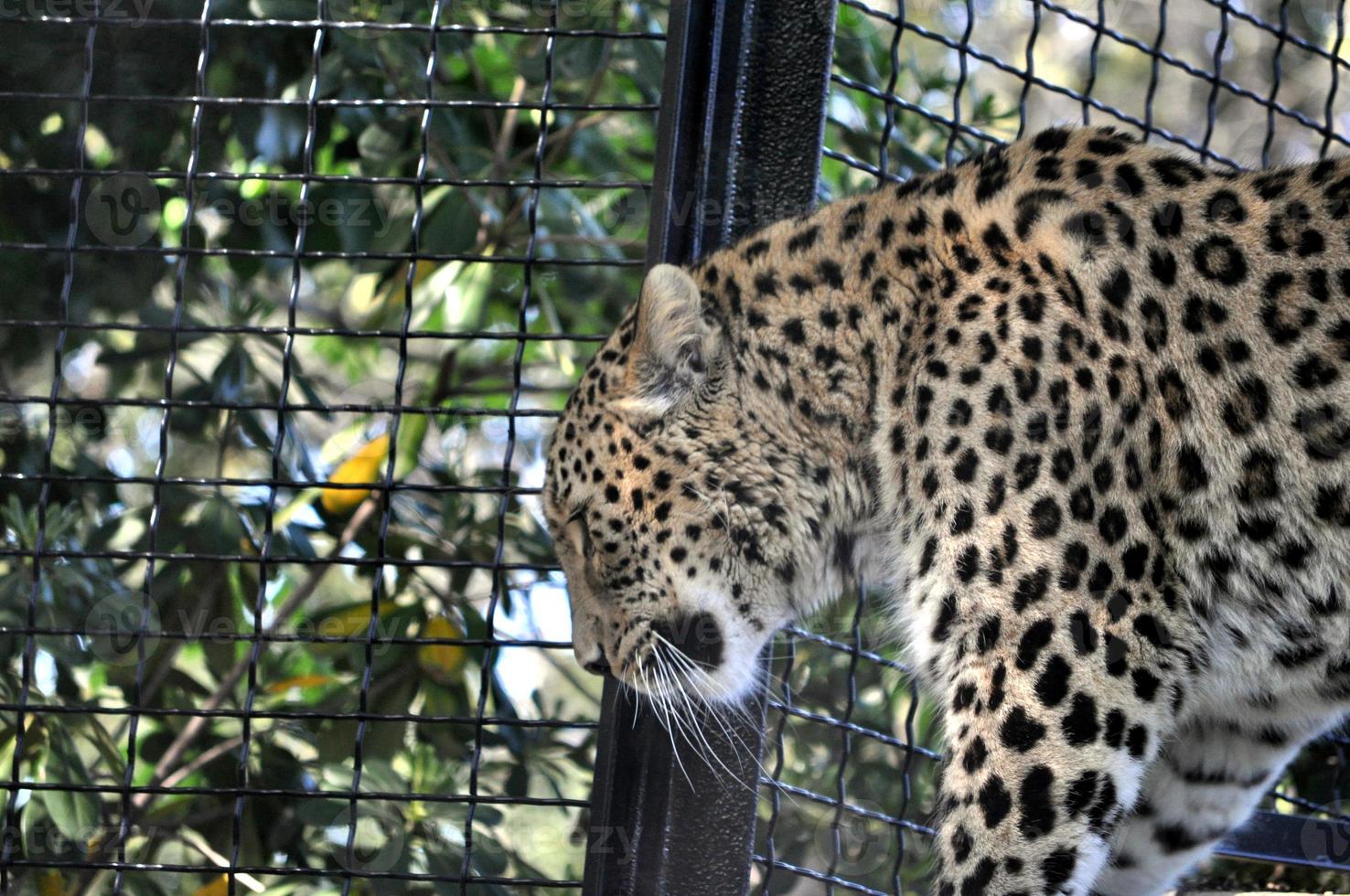 Leopard or Panthera Pardus of the Felidae family photo