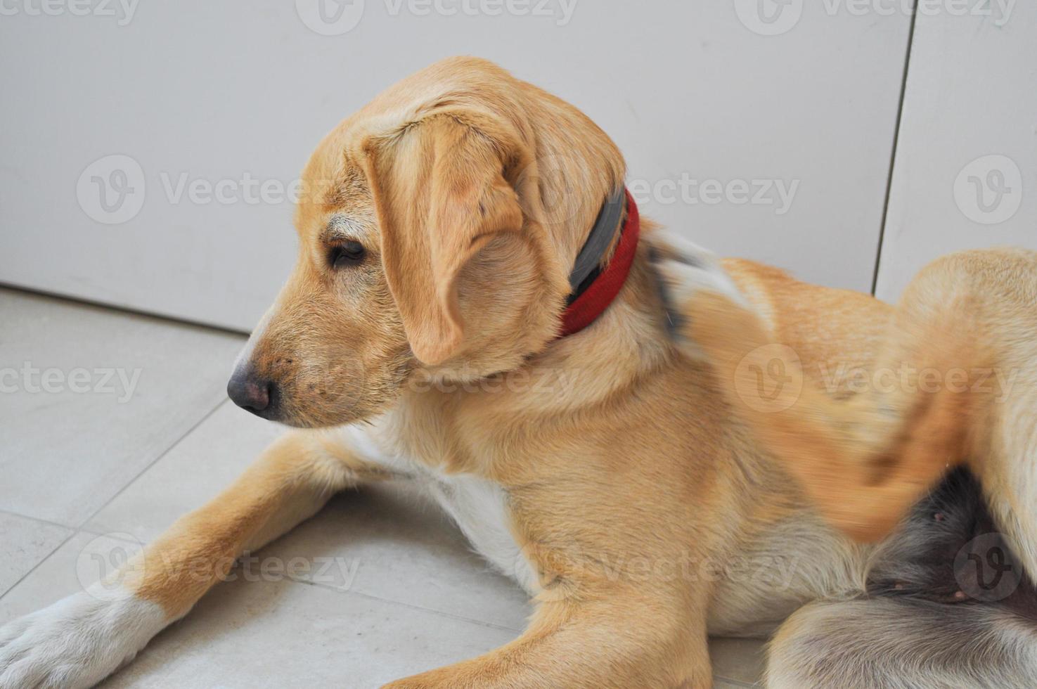 Labrador Domestic dog aka Canis lupus familiaris animal part of photo