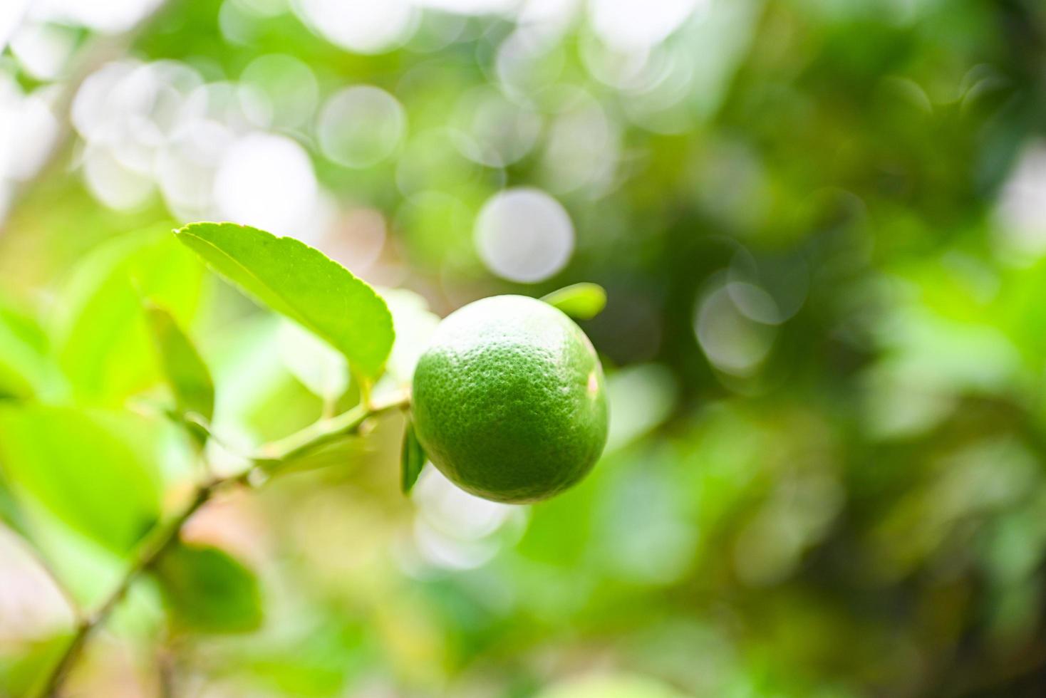 limas verdes en un árbol, cítricos de lima fresca con alto contenido de vitamina c en la granja del jardín agrícola con fondo verde borroso de la naturaleza en verano foto
