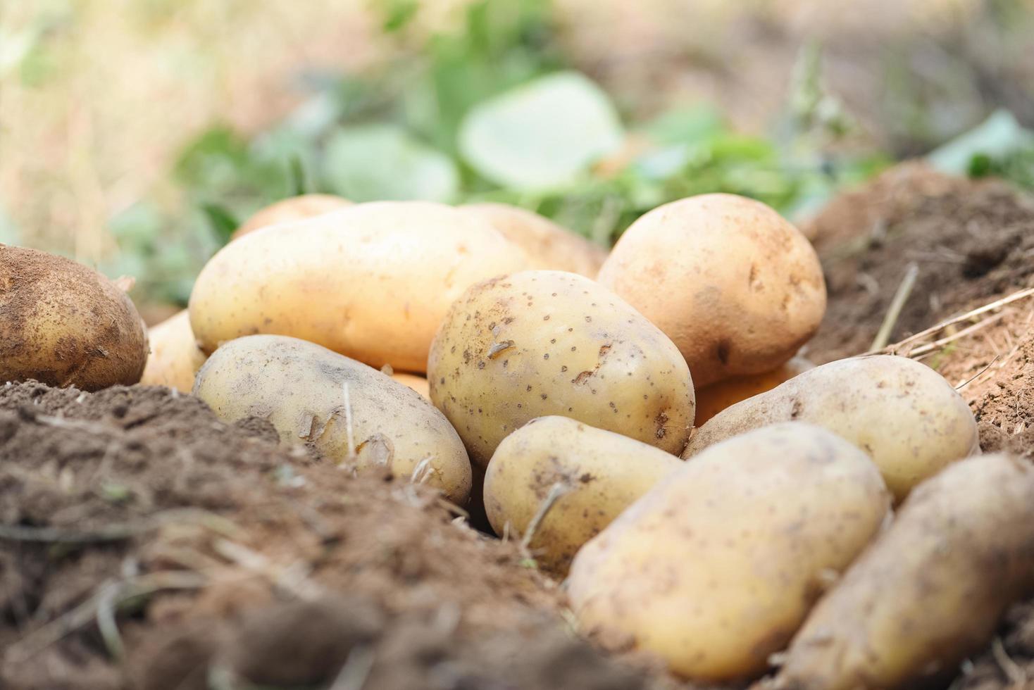 planta de patata fresca, cosecha de patatas maduras productos agrícolas del campo de patatas foto