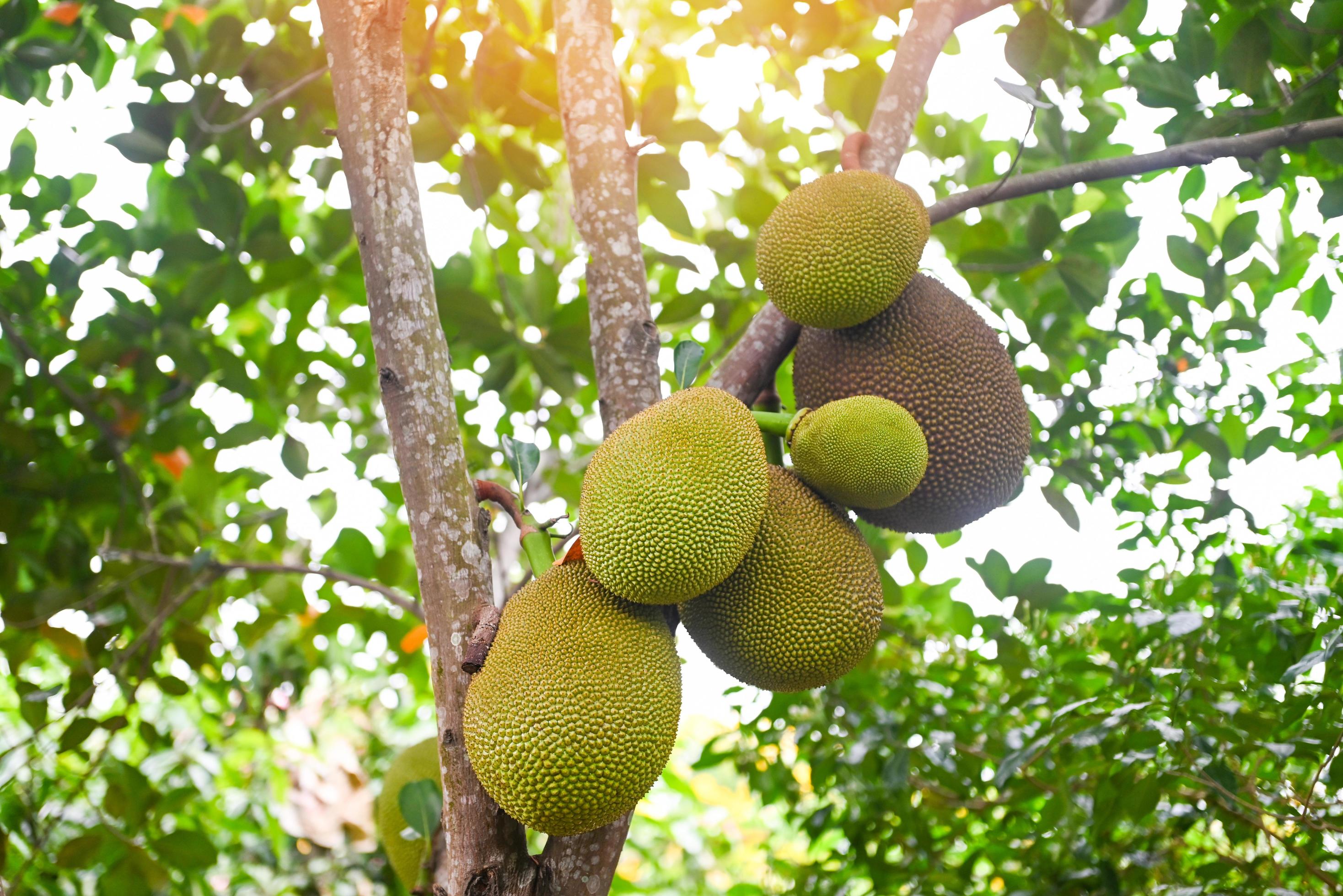jackfruit on the jackfruit tree tropical fruit summer on nature leaf