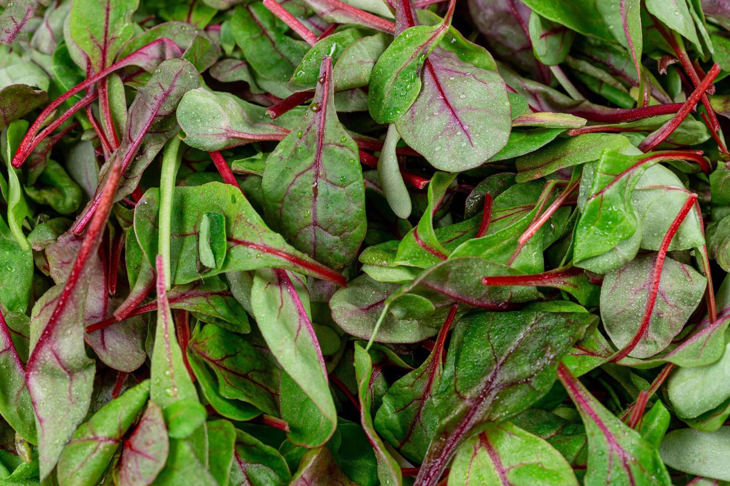 Background of fresh young spinach leaves photo