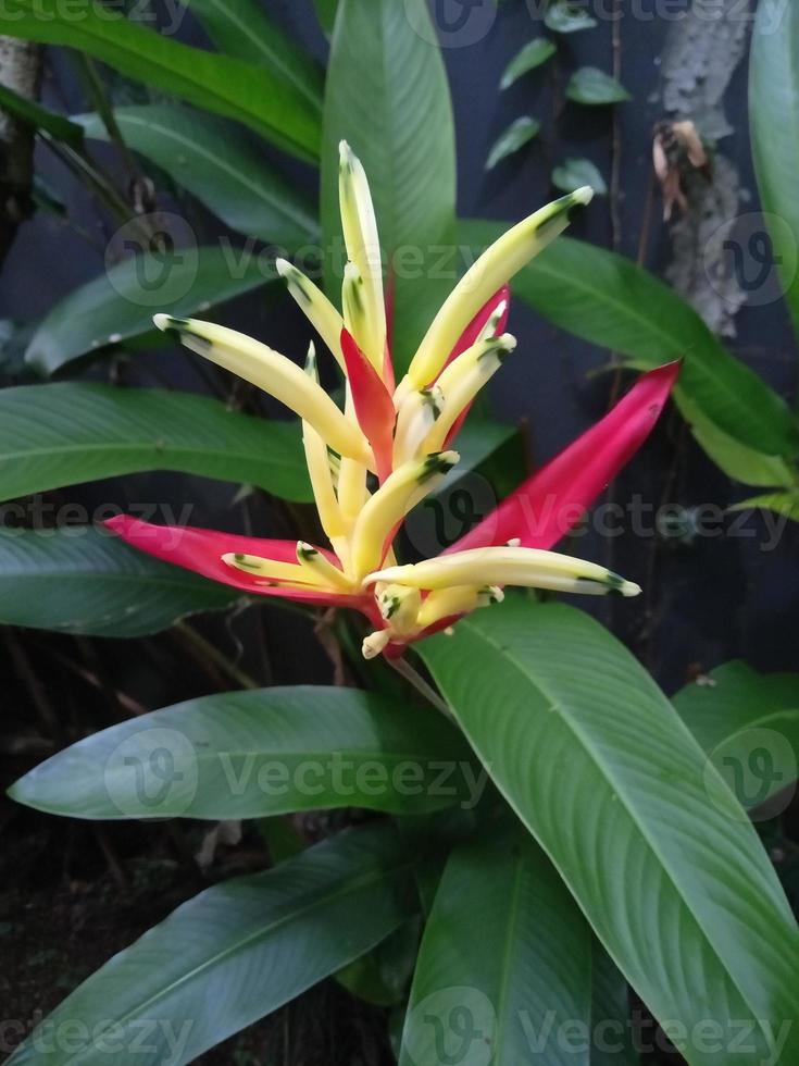 foto de plantas ornamentales heliconia