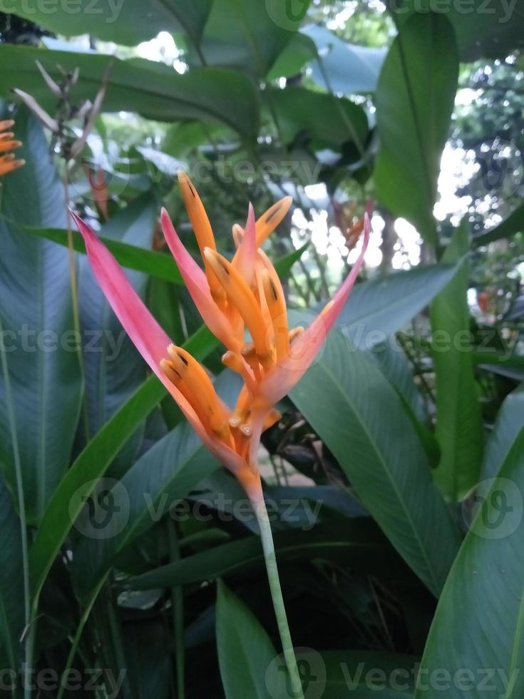 Photo of heliconia ornamental plants