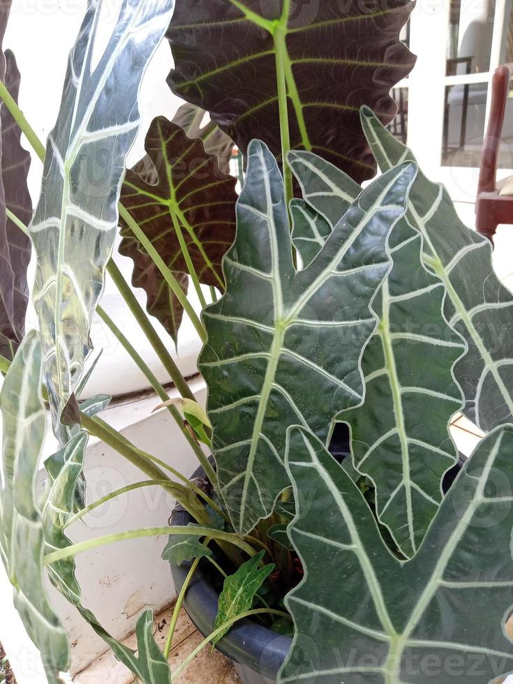 Alocasia ornamental plant photo