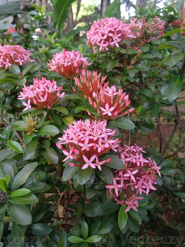 Asoka pink flower ornamental plant photo