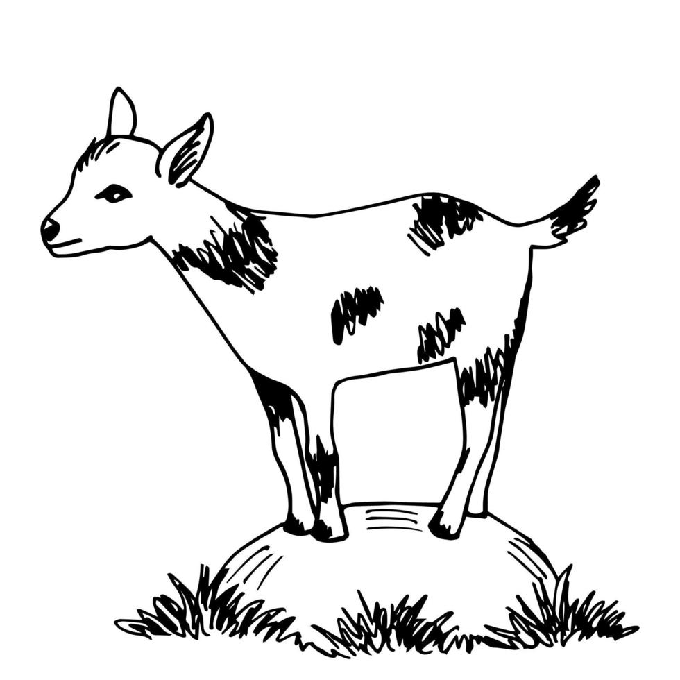 Hand-drawn ink vector drawing. A cute young white goat with black spots stands on a stone in the grass. Farm animals, zoo, veterinary medicine. For children print t-shirt, stickers coloring.